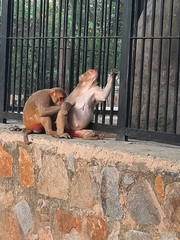 Macaca mulatta