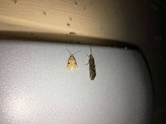 Agonopterix propinquella