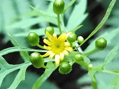 Nemosenecio nikoensis