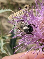 Hesperia uncas uncas