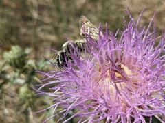 Hesperia uncas uncas