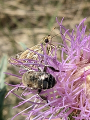 Hesperia uncas uncas