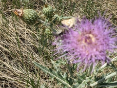 Hesperia uncas uncas