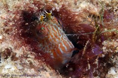 Parablennius intermedius