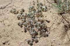 Euphorbia vallis-mortae