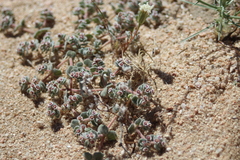 Euphorbia vallis-mortae