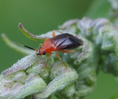 Rhinocapsus rubricans