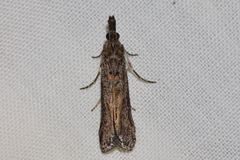 Crocydopora cinigerella