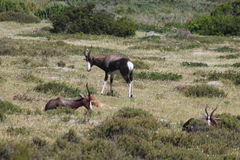 Damaliscus pygargus pygargus