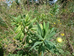 Euphorbia salicifolia