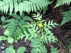Nemosenecio nikoensis