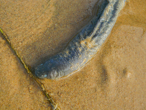 Cayenne Caecilian, Typhlonectes compressicauda