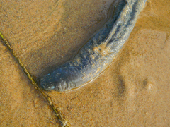 Typhlonectes compressicauda