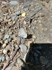 Aporia crataegi