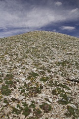Potentilla rubricaulis