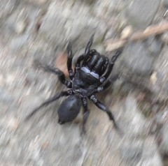 Sphodros niger