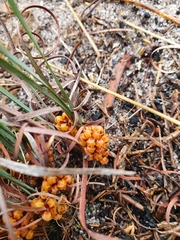 Lomandra hermaphrodita
