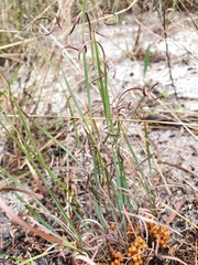 Lomandra hermaphrodita