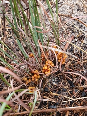 Lomandra hermaphrodita