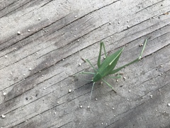 Platylyra californica