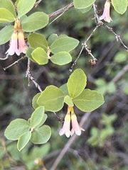 Symphoricarpos longiflorus