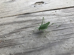 Platylyra californica