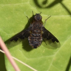 Hemipenthes morioides
