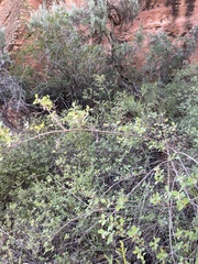 Symphoricarpos longiflorus