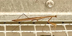 Tenodera australasiae