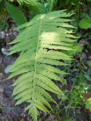 Matteuccia struthiopteris