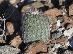 Echinocereus