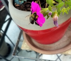 Bombus impatiens