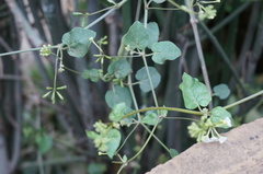 Commicarpus