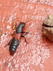 Platydracus phoenicurus