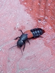 Platydracus phoenicurus