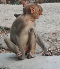 Macaca mulatta