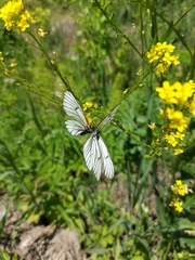 Aporia crataegi