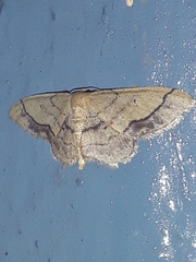 Idaea persimilis