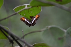 Adelpha pithys