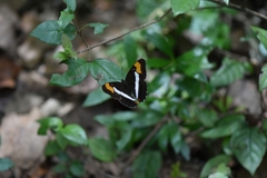 Adelpha pithys