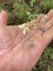 Nemophila breviflora