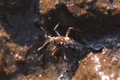 Microvelia americana