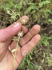 Nemophila breviflora