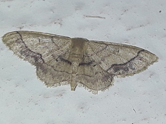 Idaea persimilis