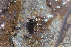 Microvelia americana