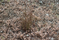 Cordylanthus tenuis brunneus