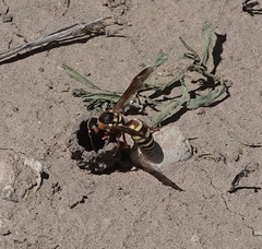 Euodynerus annulatus