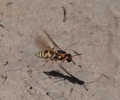 Euodynerus annulatus