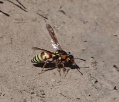 Euodynerus annulatus