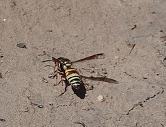 Euodynerus annulatus